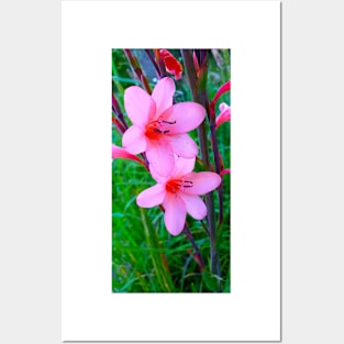 Watsonia Meriana Posters and Art